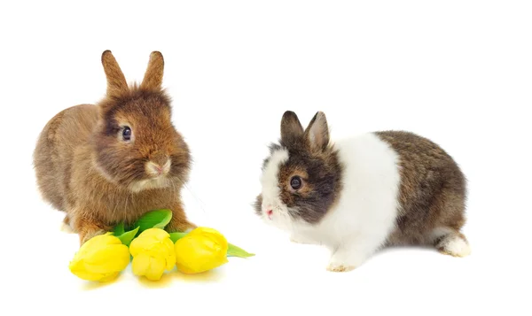 Kaninchen mit gelben Tulpen — Stockfoto
