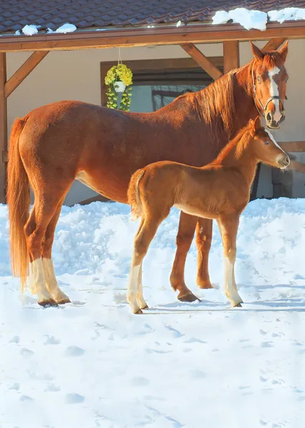 Kırmızı atlar — Stok fotoğraf