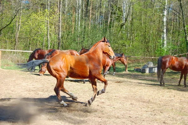Running horse in paddock — Stock Photo, Image