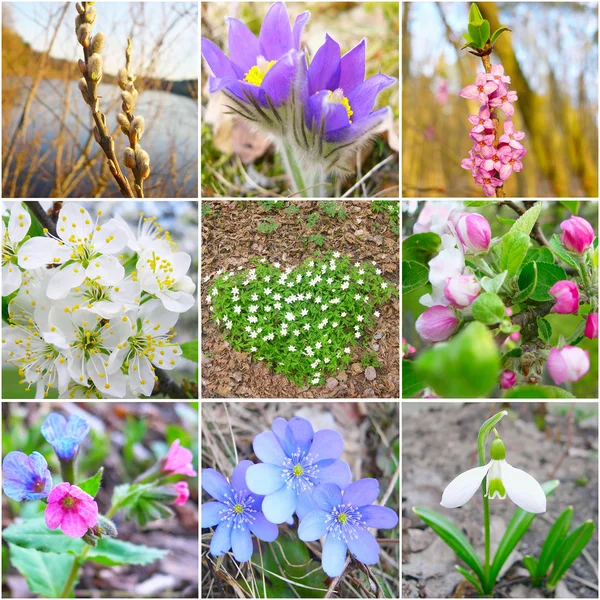 Jogo de flores de primavera — Fotografia de Stock