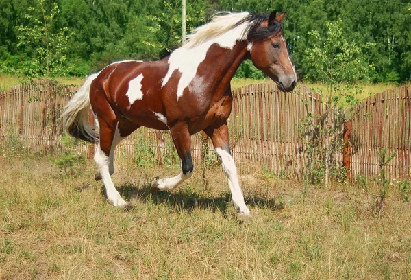 Skewbald kůň běžící klus — Stock fotografie