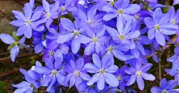 蓝色的小花 — 图库照片