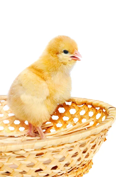 Small chicken in basket — Stock Photo, Image