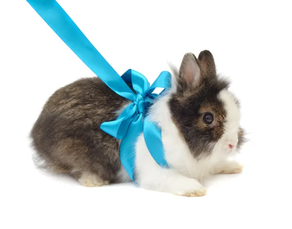 Spoted konijn met blauwe boog — Stockfoto