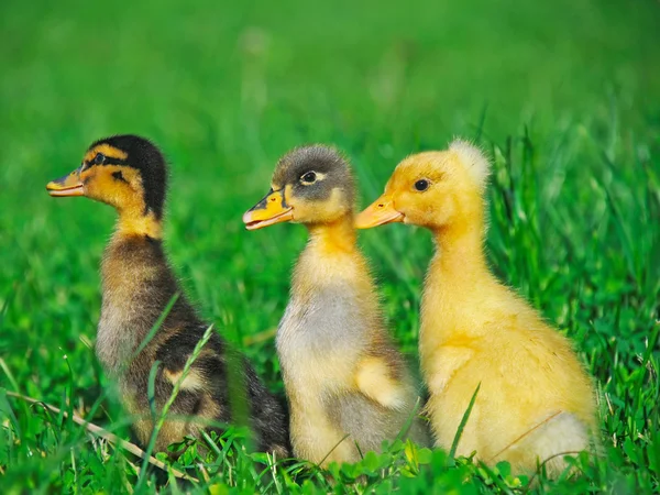 Three little ducks — Stock Photo, Image