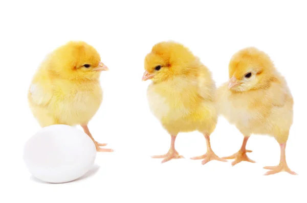 Three pretty chickens and egg — Stock Photo, Image
