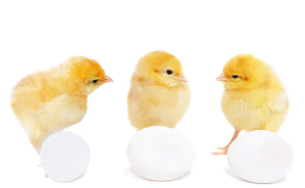 Three pretty chickens and eggs — Stock Photo, Image