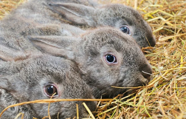 Tre kaniner – stockfoto