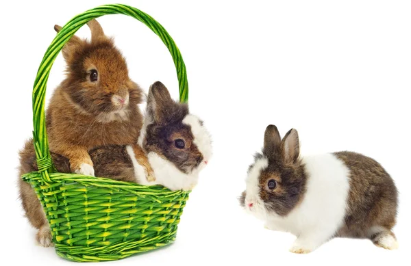 Trzy króliki i zielony koszyk — Zdjęcie stockowe