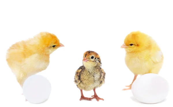 Duas galinhas bonitas com ovos e pouca codorniz — Fotografia de Stock