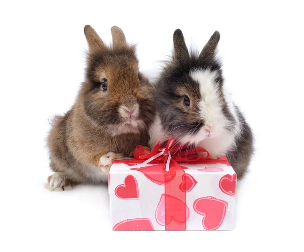 Dois coelhos com presente — Fotografia de Stock