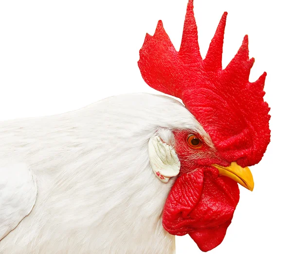 White rooster with red crest — Stock Photo, Image