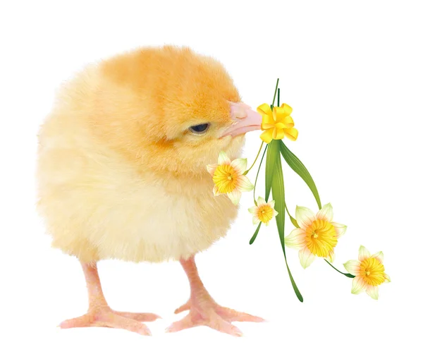Gelbes Huhn mit gelben Blüten — Stockfoto