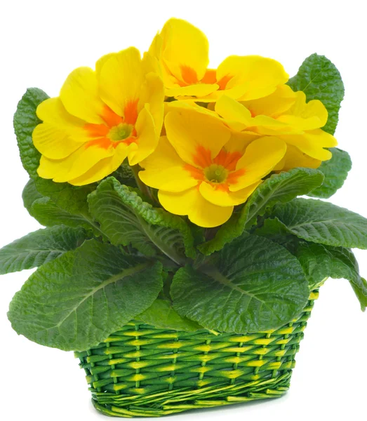 Primulas amarillas en cesta — Foto de Stock