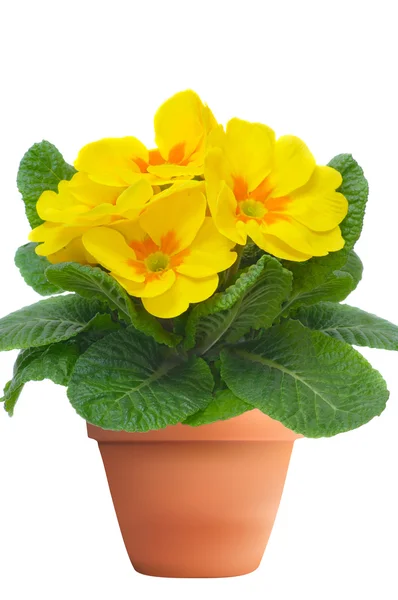 Primulas amarelas em vaso de plantas — Fotografia de Stock