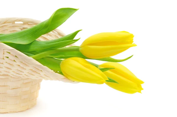 Tulipani gialli nel cestino — Foto Stock