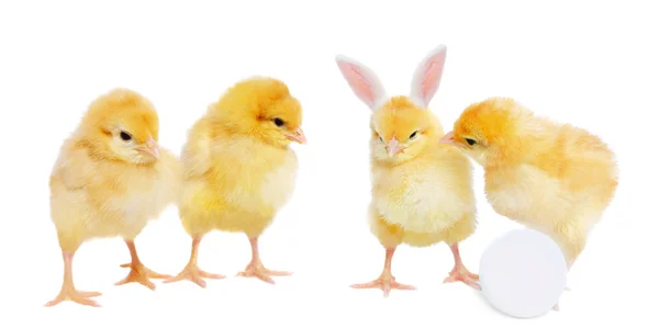 Pretty chickens with egg and bizarre bunny Stock Photo