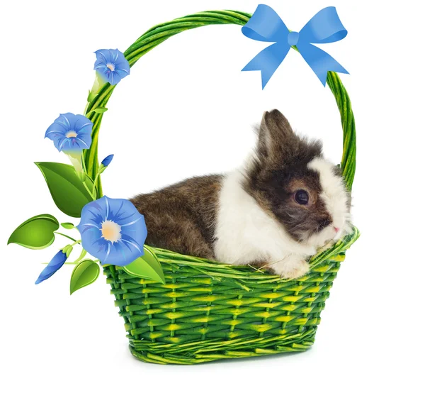 Rabbit in green basket — Stock Photo, Image