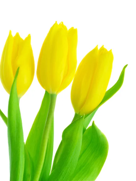 Yellow tulips Stock Image