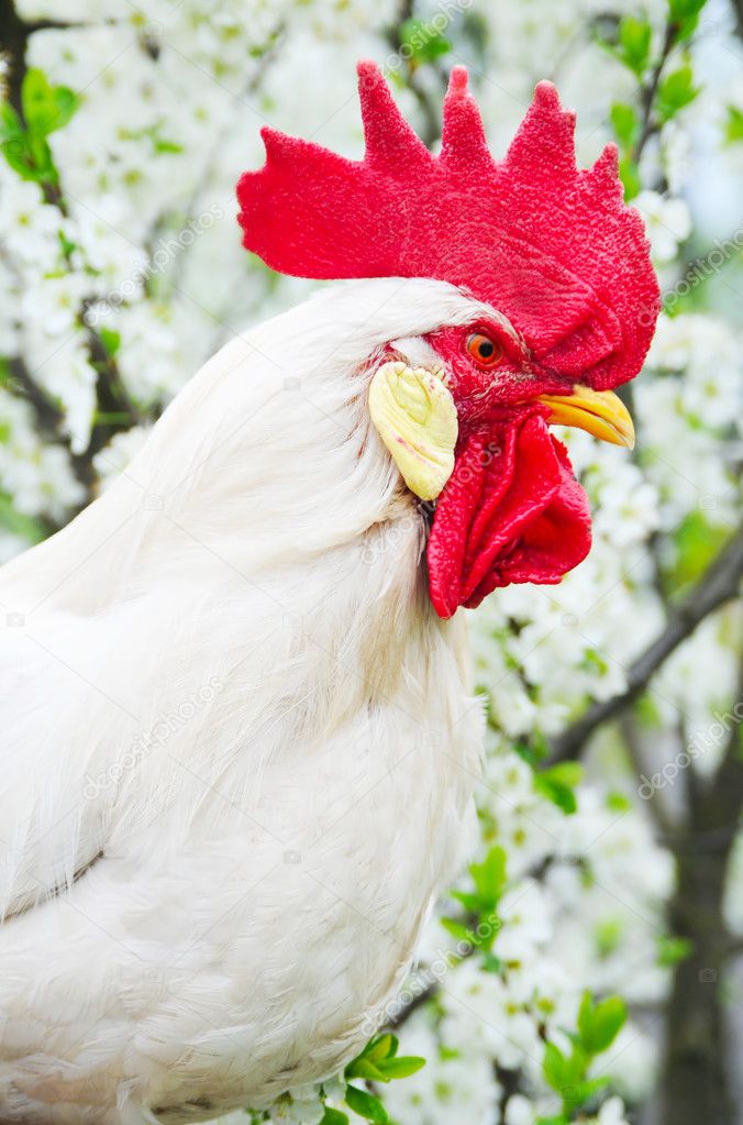 White rooster with red crest on flowers background