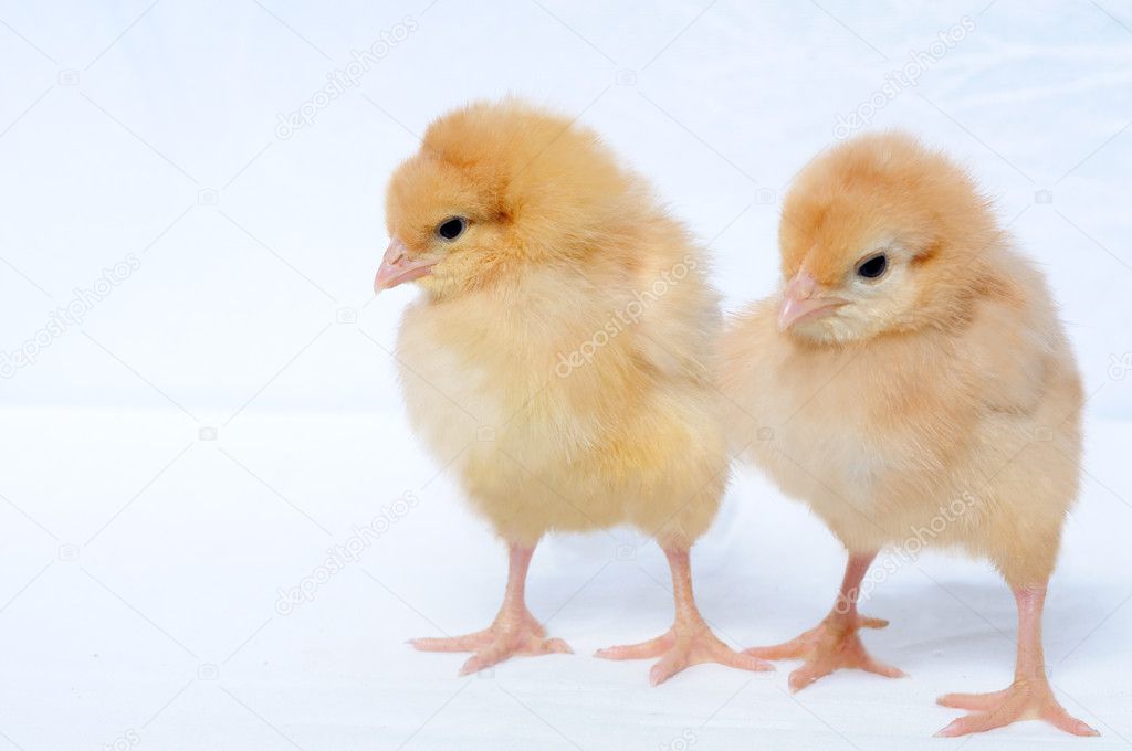 Two tiny pretty chicken