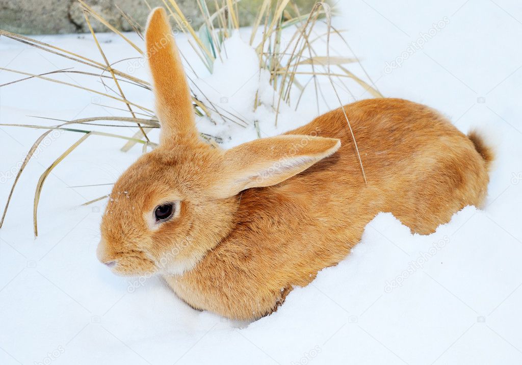 Nice rabbit on snow