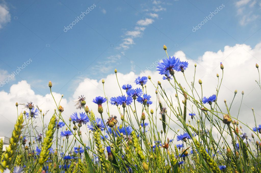 Summer field from blue cornflower