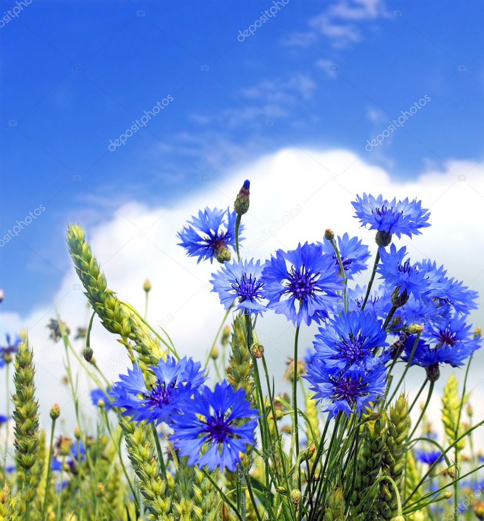 Summer field from blue cornflower