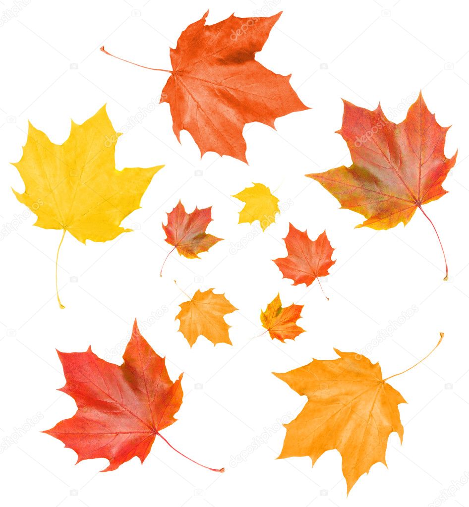 Maple fall leaves