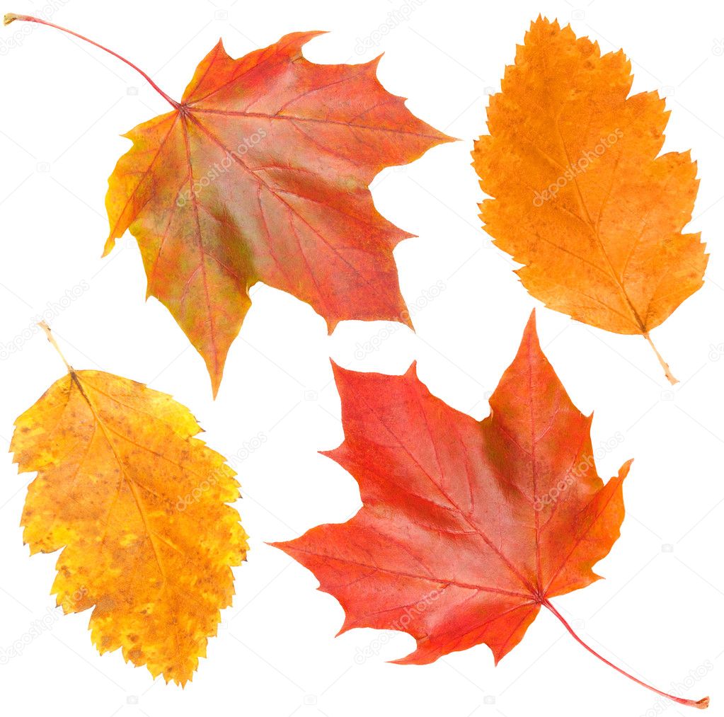 Yellow and red leaves