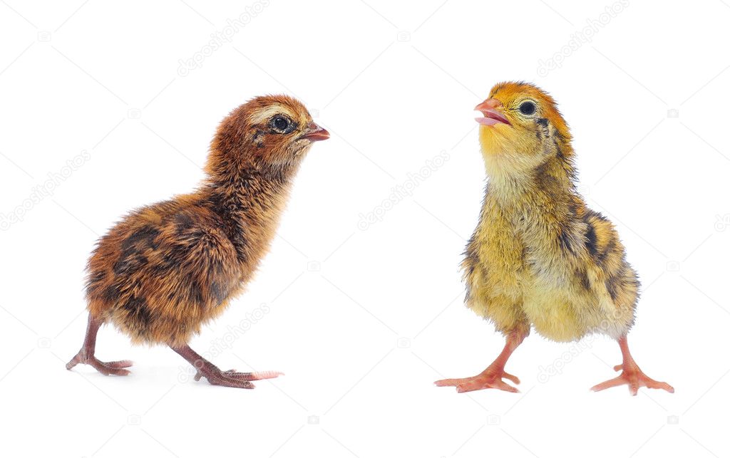 Chickens of quail