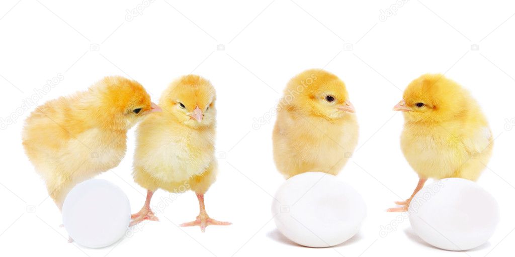 Four pretty chickens and eggs