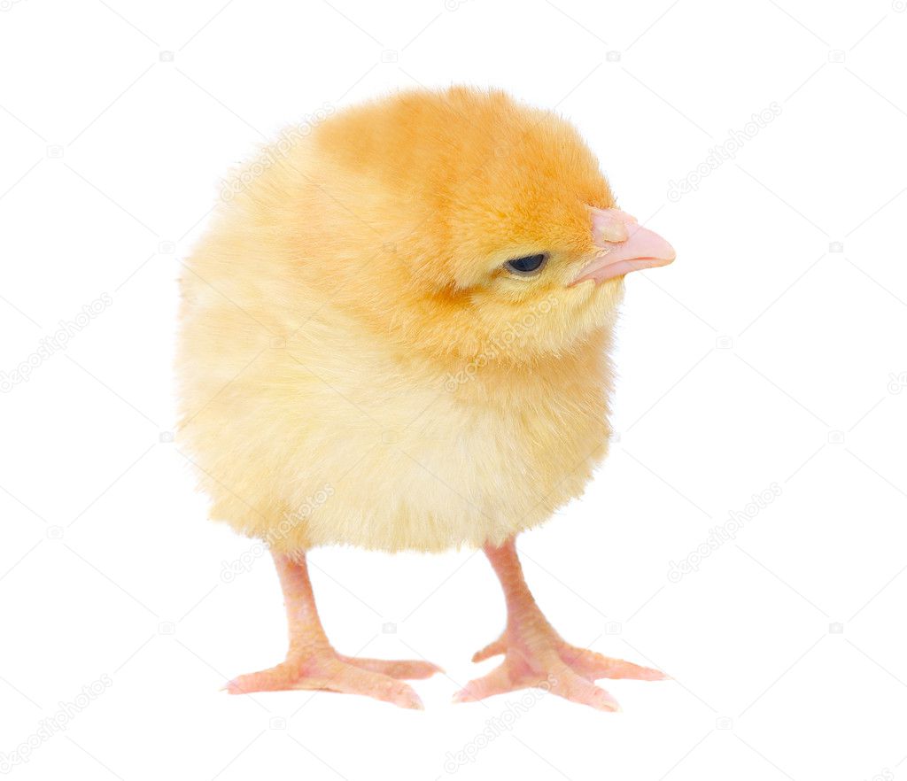 One yellow chicken