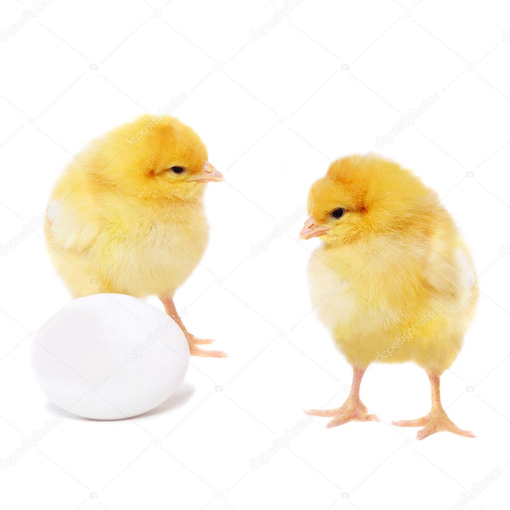 Pretty chickens and egg