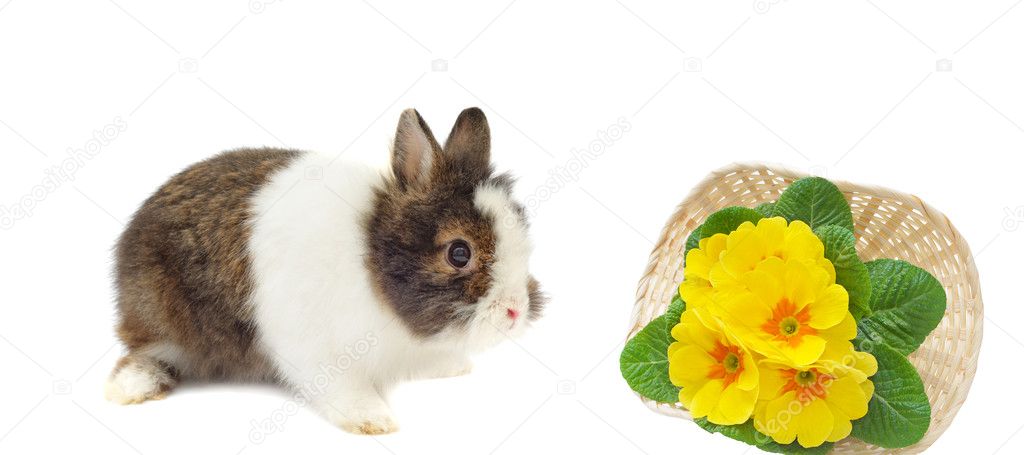 Rabbit and basket with primulas
