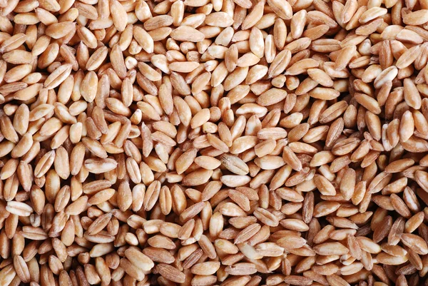 Spelled seeds — Stock Photo, Image