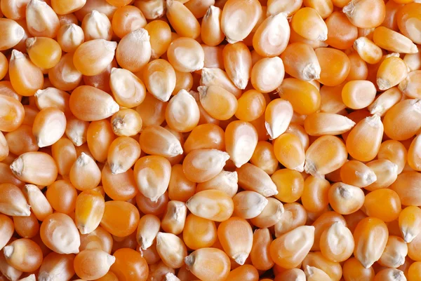 stock image Corn kernels