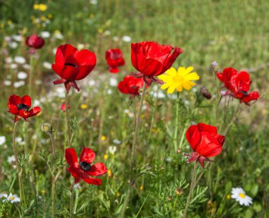 Poppies alanında