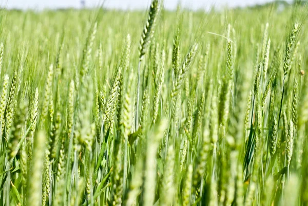 stock image Field with green ripening wheat