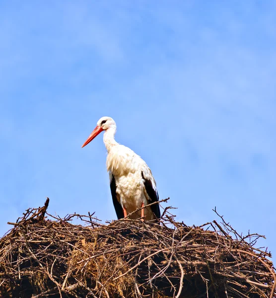 Cigogne dans son nid sur un fond bleu clair — Photo