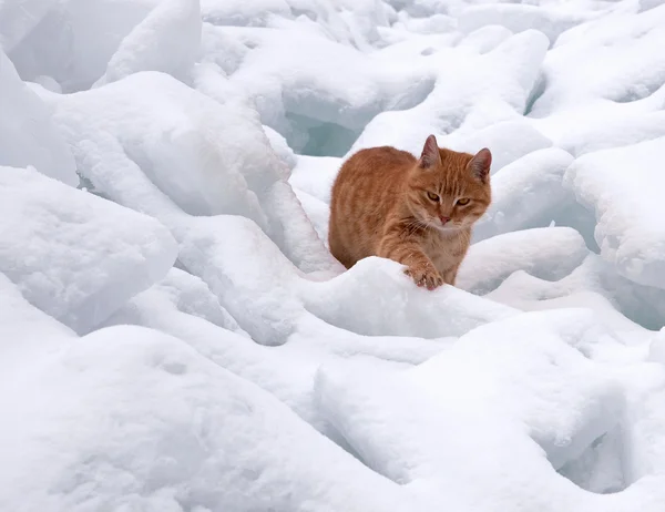 Rode kat op witte sneeuw — Stockfoto