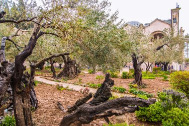 Gethsemane 'nin Kudüs Bahçesi