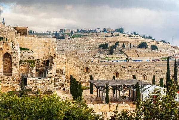 Olivenhain im jerusalem — Stockfoto