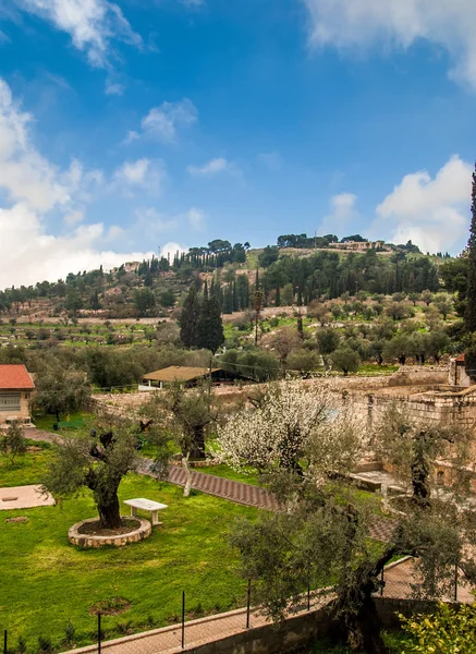 View of the Garden in Jerusalem, Israel — Stock Photo, Image