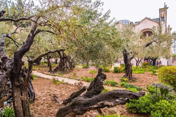 Jeruzalem-Tuin van Getsemane — Stockfoto