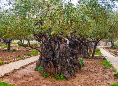 Jerusalem-Garden of Gethsemane clipart