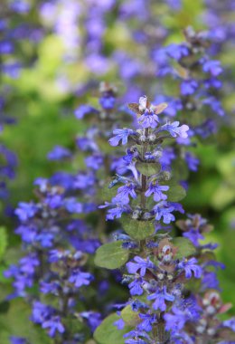 Bugleweed