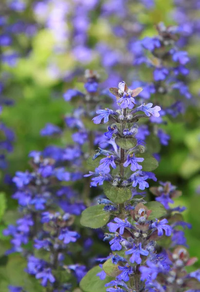 stock image Bugleweed