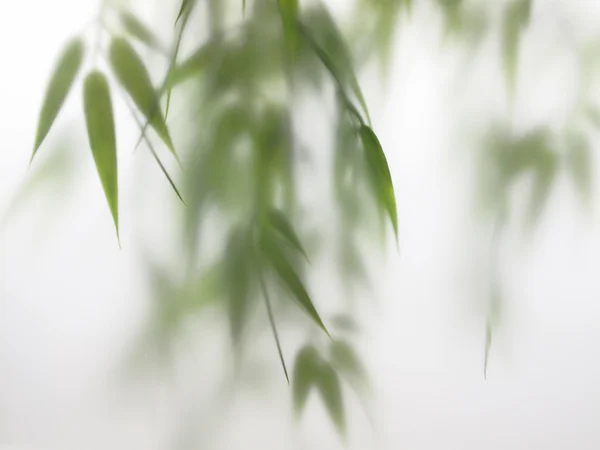 stock image Bamboo Spa in Horizontal