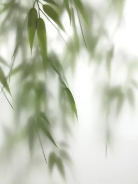 Bambu spa i horisontell Stockbild